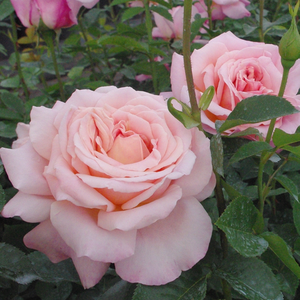 Прасковен розов с червени петна - Чайно хибридни рози 